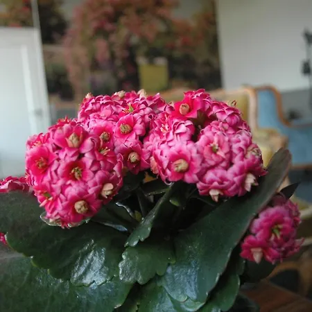 Alojamento de Acomodação e Pequeno-almoço Den Gamle Skole Ho Bugt *